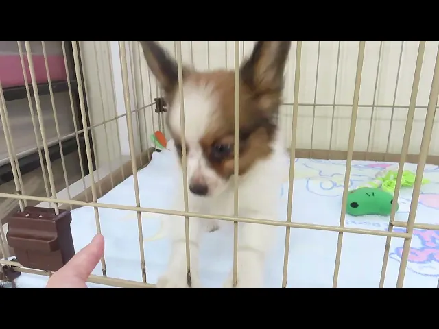 動画