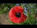 Poppy red corn poppy free stock Free for use download