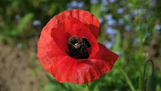 Poppy red corn poppy free stock Free for use download