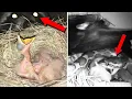 Download Lagu Nightfall Horror: Shocking Dangers Baby Birds Face When the Sun Goes Down!