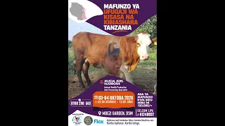 NJIA RAHISI YA KUJIPATIA MAZIWA YA NG'OMBE KWA WINGI KWA GHARAMA NAFUU | MOUNT NEBO FARMS