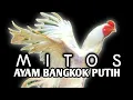 Download Lagu Mitos Ayam Bangkok Berbulu Putih || Ayam Kinantan