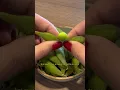 Download Lagu Edamame - já comeu? #edamame #sushi #japanesefood #sushiemcasa #comidajaponesa #sojaverde