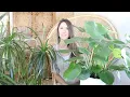 Minimalist Monday 10 Easy Care Houseplants