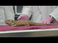 K-State of Mind The Humanitarian Veterinarian - Exotics