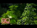 California s marijuana fields Weed in Colorado A new direction on drugs 60 Minutes Full Episodes