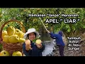 Lagu PANEN Dua Ember full Apel LIAR Manis, senangnya hatiku tinggal panen tanpa harus menanam