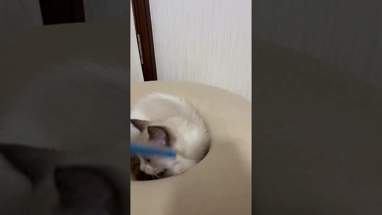 動画