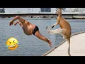 Funniest Animal s 2026 When Pets Forget How To Behave