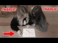 Download Lagu DO NOT PLAY CHARLIE CHARLIE AT 3 AM...