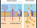 Cell Transport