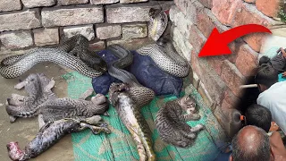जब सामने आई दिल दहला देने वाली घटना, जहरीले सर्प ने पूरे परिवार को मौत के घाट उतार दिए😭 Cobra vs Cat