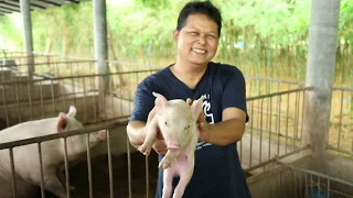 การเลี้ยงหมูหลุมเศรษฐกิจ ตอนที่ 2: ตามหาฟาร์มเลี้ยงหมูไร้กลิ่น