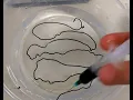 Conductive Polymer Wire How to make conducting alginate worm MCC polypyrrole alginate composite