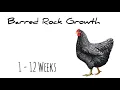 Barred Rock Chic Growth 1 - 12 Weeks old baby chics Moms Chickens