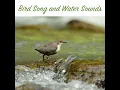 Bird Song and Water Sequence 3