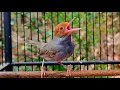 Download Lagu Terbukti ampuh. suara pikat prenjak kepala merah/suara pikat prenjak tamu.
