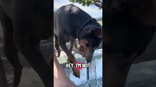 #fypシ #Fyp #Dream #doberman #pets