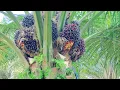 Download Lagu Panen  2hektar hasil masih setabil PPKS 540