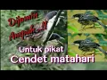 Download Lagu Suara Pikat Cendet Matahari Kejepit Paling Jitu