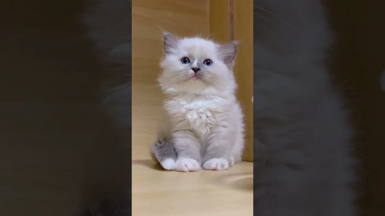 動画