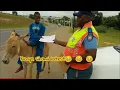Download Lagu KENYA SIHAMI 😭😭 funny videos compilations 2025