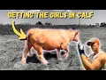 Unlocking the SECRET to Breeding the PERFECT Cow