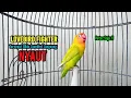 Lagu Lovebird Gacor Ngekek Panjang TERBAIK Buat Pancingan Lovebird Fighter Agar Cepat NGEKEK
