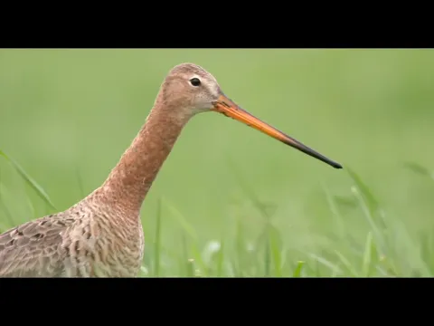 Trailer De Wilde Waard