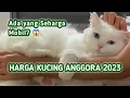 Download Lagu Harga Kucing Anggora 2023 Beserta Jenisnya