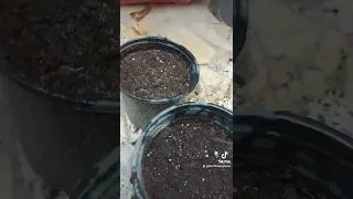 زراعة نبات ورد الختمة وزهرة البابونك 