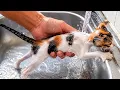 First Bath Kitten s Reaction Will Surprise You