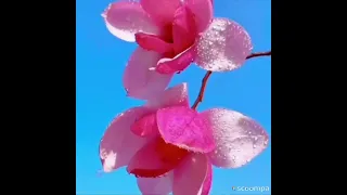 أج م ل  آن ش و د ة   آرد  ب ي  آل خ ي ر ي آ رب ي  و  ب آل إس ل آم  ف ق ه ن ي        دندنها