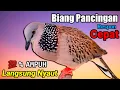 Download Lagu TEKUKUR GACOR suara merdu - LANGSUNG KONEK (BIKIN NYAUT) PANCINGAN BURUNG TEKUKUR