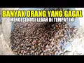Download Lagu Semua orang menyerah! hanya kita yang berhasil mengambil lebah nya 😄