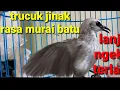 Download Lagu suara trucukan isian murai batu yang satu ini cerewetnya minta Ampuh|kicau trucuk gacor gak mau diam