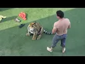 After swimming with a tiger this might happen