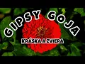Lagu Gipsy Goja - Kráska a Zviera