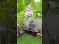Download Lagu Rumah idaman - Inspirasi taman minimalis untuk rumah dengan lahan dan budget terbatas nih! Kala