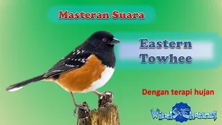 Download Masteran Langka Suara Burung Eastern Towhee | Terapi air hujan | #kicaumania #kicau  #burungkicau MP3