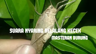 Download Suara nyaring belalang kecek/ walang kerik cocok untuk masteran burung love bird MP3