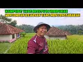 Download Lagu Jangan Terjadi Dengan Siapapun Kejadian Di Kampung Ini..Sangat Di Sesali Seumur Hidup.