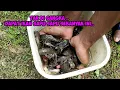 Download Lagu di belakang pintu air ini sarang ikan sapu sapu banyak banget