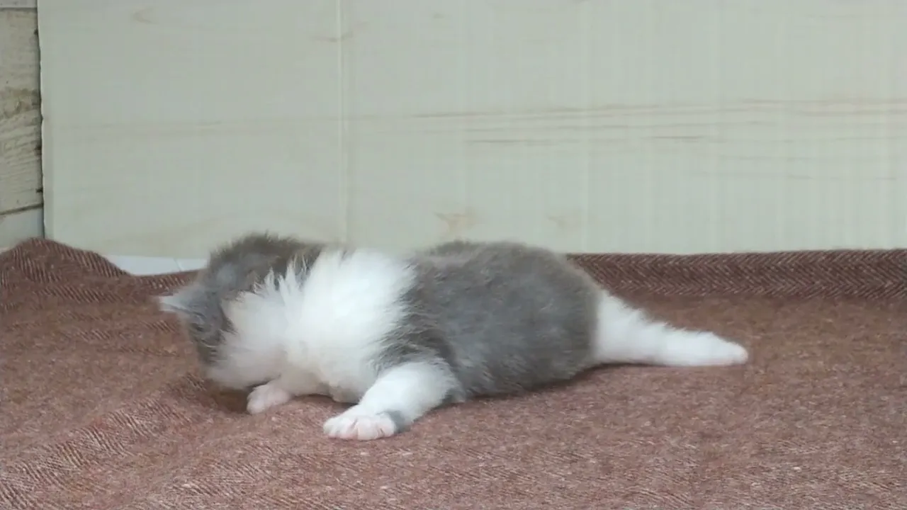 動画