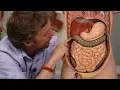 Abdominal organs plastic anatomy