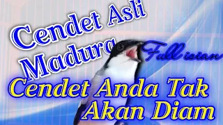 Download CENDET MADURA GACOR FULL ISIAN, Bikin cendet lain tak mau diam MP3