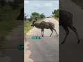 Download Lagu What an Amazing Creature the Kudu Is! #shorts