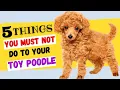 5 Things You Must NOT Do To Your Toy Poodle All Toy Poodle Owners Must Watch