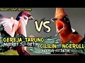 DUEL PATAS!!! GEREJA TARUNG NYERET 30 DETIK VS CILILILIN 50 DETIK TANPA PUTUS || MASTERAN MURAI BATU