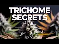 10 Genius Tips on Signs Your Plants Are Ready to Harvest